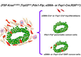 In general, the more the cancer has grown and spread (the more advanced the cancer), the less chance that. Dual Reporter Genetic Mouse Models Of Pancreatic Cancer Identify An Epithelial To Mesenchymal Transition Independent Metastasis Program Embo Molecular Medicine