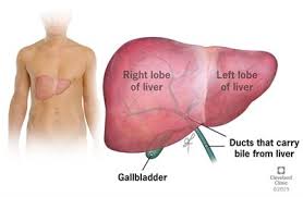 Through liver diagram we can also understand the liver anatomy and liver structure clearly. Liver Cancer Diagnosis Tests Management And Treatment