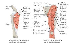 The hip flexors are strong, powerful muscles that can overtake the abdominal muscles in some ab exercises. Muscles Of The Hips And Thighs Human Anatomy And Physiology Lab Bsb 141