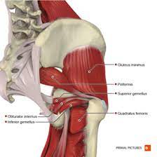 Anatomical terms allow us to describe the body and body motions more precisely. Hip Anatomy Physiopedia