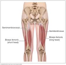 They also flex the leg (and/or thigh) at the knee joint. Five Muscles Of Sacroiliac Stabilization Part 3 Hamstrings