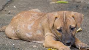 Are there any home remedies for genetic mange? Home Remedies For Dogs With Mange Top 10 Home Remedies