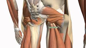 3 months later i got acute excrutiating pain in inguinal area. Muscles Of The Thigh And Gluteal Region Part 1 Anatomy Tutorial Youtube