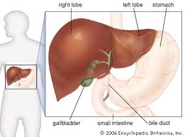 A liver hemangioma is made up of a tangle of blood vessels. Liver Anatomy Britannica