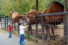 There is just something about interacting with a fuzzy friend that makes children smile. Smoky Mountain Deer Farm And Exotic Petting Zoo