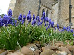 Use either a bulb planter, or dig a hole about twice as wide as the bulb and twice as deep; How To Lift And Divide Overcrowded Daffodils And Other Spring Bulbs Rattan Direct