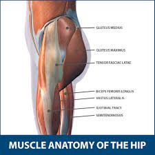 Learning the anatomy of your hip will better enable you to pinpoint your pain and work with your doctor to keep it from limiting your life. Hip Muscle Strains Info Florida Orthopaedic Institute