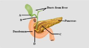 Its functions are numerous which are briefly summarised below: The Given Diagram Shows A Duct System Of Liver Gallbladder Class 12 Biology Cbse