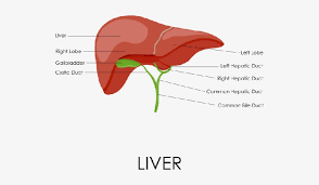 1000 liver diagram in body free vectors on ai, svg, eps or cdr. Liver Diagram Digestive System Png Image Transparent Png Free Download On Seekpng