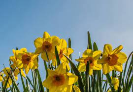 Many bulbs are perfect for container planting — bring here are a few tips to help you pick the best bulbs: Daffodil Bulb Planting Advice How And When To Plant Your Bulbs