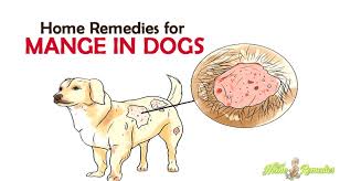 Borax and hydrogen peroxide treatment for mange cooking oil is one of the most effective home remedies for mange in dogs. 8 Sure Shot Home Remedies For Mange In Dogs