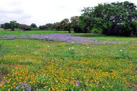 You can explore by location, what's popular, our top picks, free stuff. Honey Stop The Car Wildflower Drives In Texas Lady Bird Johnson Wildflower Center