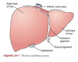 Most cases of liver hemangiomas are discovered during a test or procedure for some other condition. Anatomy Of The Liver