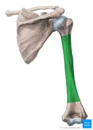 Skull bones, sutures and landmarks. Humerus Anatomy And Clinical Notes Kenhub