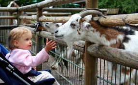 Bidvine provides the definitive list of the best mobile petting zoo specialists near you as rated by your local community. Publisher S Platform Do We Need A Petting Zoo Preservation Act Food Safety News