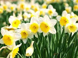 Plant daffodils and narcissus in the fall, they bloom in spring. How To Grow Daffodils Saga