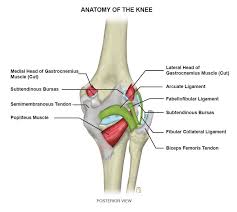 Aberrant and accessory muscles around the knee are best identified with mri. Arcuate Ligament Proscan Education