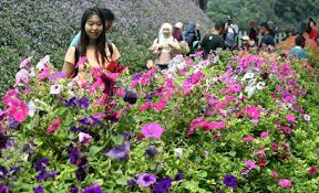 4,752 sukaan · 17 berbicara tentang ini. Pesona Lavender Tanah Tinggi