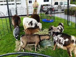 If you are wondering where is a great petting zoo near me where my kids can get up close and pet animals, we have a great list for you. Duck Duck Donkey 13 Farms And Petting Zoos For Springtime Fun Parentmap