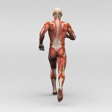 The hamstring muscle refers to the three muscles located on the back of the upper thigh, and they are leg muscle diagram. Hamstring Muscles And Your Back Pain