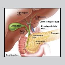 The lobes are further divided into lobules, the functional units of the liver. Pin On Health Articles Good And Bad