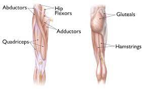 Muscular compartment, bones (tibia, fibula) and muscles. Hip Strains Orthoinfo Aaos