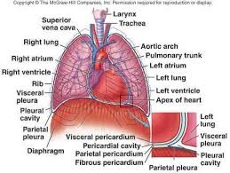 Uk government statistical data fro. Anatomy Of Chest Cavity Anatomy Drawing Diagram