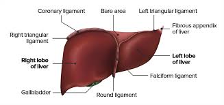 The lobes are further divided into lobules, the functional units of the liver. Liver Concise Medical Knowledge