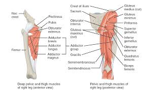 I'll teach you about hamstring anatomy and more importantly how to draw them. Muscles Of The Hips And Thighs Human Anatomy And Physiology Lab Bsb 141