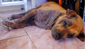 Demodectic mange is normally cured by your dog's immune system, but sarcoptic mange is highly contagious. Mange Symptoms Diagnosis And Treatment Petcoach