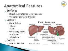 This is a chemical that helps turn fats into energy that your body uses. Anatomy Of Liver