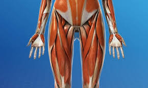 We study anatomy at the practical anatomy class we study the human body. What Is A Hip Flexor Plano Orthopedic Sports Medicine Center