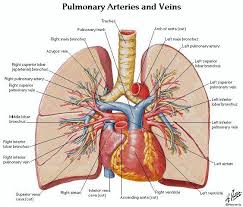 In fact every radiologst should be an expert in chest film reading. Pin On Nursing School