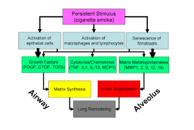 Copd Pathogenesis Epidemiology And The Role Of Cigarette