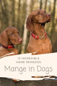 Before we reveal some of the effective home remedies you can use, it is important to determine whether or not your dog has mange. 13 Incredible Home Remedies For Mange In Dogs