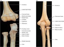 Learn the anatomy of the humerus bone with this simple lesson, complete with pictures and video tutorial. Humerus An Overview Sciencedirect Topics