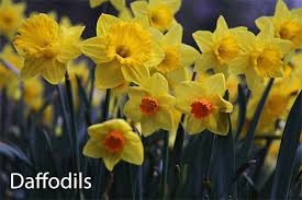 A fact that is much less known is that the temperature used for. Gardening Features From Crocus Co Uk September 2017 Daffodils