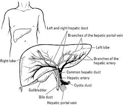 You may also find pancreas head, pancreas body, pancreas tail, pancreas, pancreatic duct, common bile duct as well. Where Is Your Liver And What Does It Do Dummies