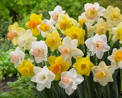 Choose bulbs that don't have any signs of. Daffodils Narcissi Spring Garden Guide Gardening Tips With J Parker S