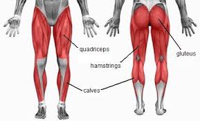 The leg muscles diagram, will point out if the issue is with any tissue or with the bone. Dr Christopher Vertullo Knee Surgeon Gold Coast Australiadr Christopher Vertullo Hamstring Calf Stretches Knee Reconstruction Preservation And Replacement