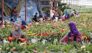 Membeli bunga segar di kea farm cameron highland. Pesona Lavender Tanah Tinggi