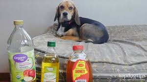 One tablespoon in your dog's food can prove to be a powerful cure for mange. 5 Best Home Remedies For Mange In Dogs All Natural Treatments Youtube