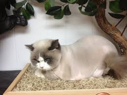 When they were older, my groomer shaved them and gave them a lion cut. Cat Grooming Fur Styles For Your Cat