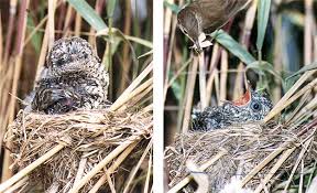 Burung kedasih gacor sore bikin merinding. Burung Kedasih Tak Secantik Namanya Om Kicau