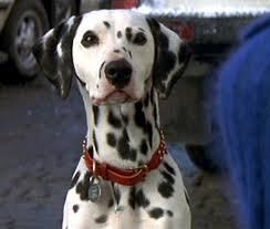 She first appeared in the original book by dodie smith as a stray dog adopted by the radcliffes. Dalmatians 101 Dalmatians Wiki Fandom