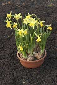 So once you feel fall's first chill in the air, it's time to get planting. Transplanting Container Grown Daffodils How To Transplant Daffodils To The Garden