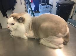 Bringing stories, videos and pictures of our beloved ragdolls together. The Lion Cut Trim On Simba The Ragdoll A Touch Of Class Pet Grooming Facebook