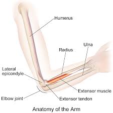 Elbow pain while sleeping is usually a sign of tennis elbow where your extensor tendon that attaches at your elbow has suffered a small micro tear. 4 Reasons You Get Elbow Pain During Bicep Curls How To Fix Fitbod