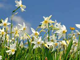 If, however, you need to move them before then, wait until their foliage has completely died down. Alys Fowler The Joy Of Daffodils Gardening Advice The Guardian