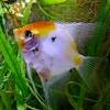 Large, small, peaceful, easy and hard to keep tropical freshwater fishes. 1